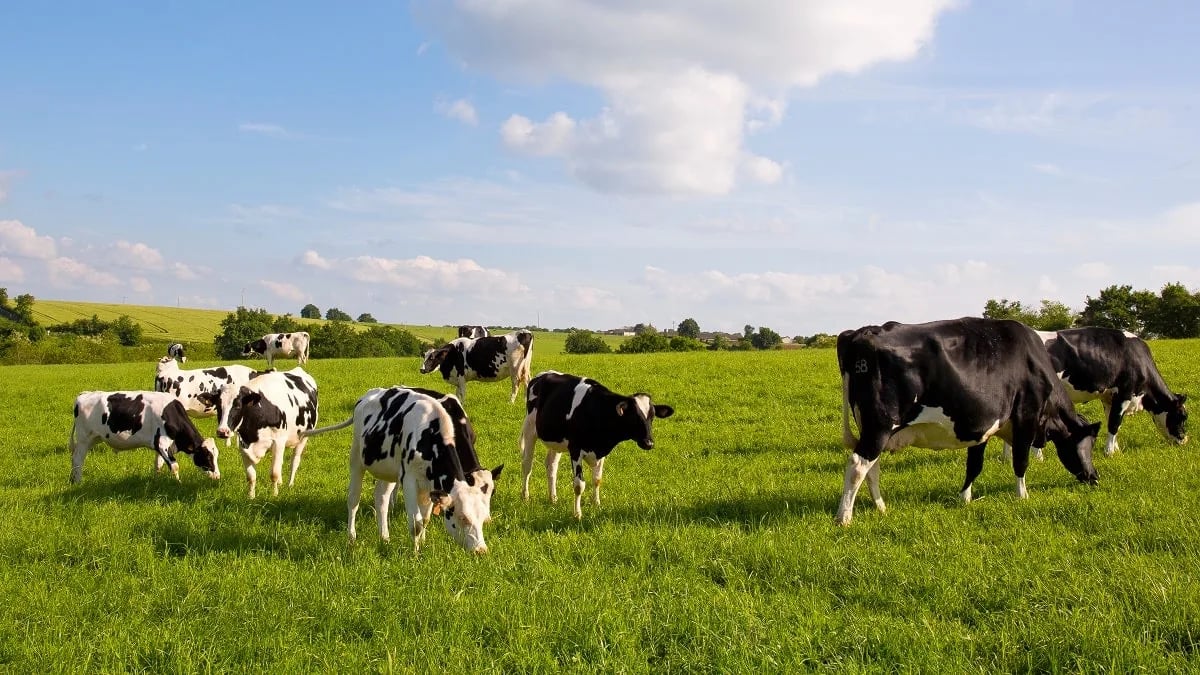 Baladna Algérie : importation de 30,000 vaches des USA