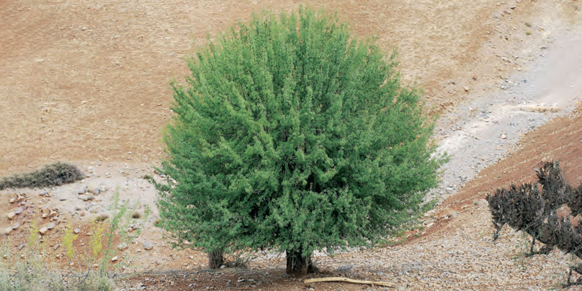 Algérie : le pari fou d’un million d’arbres en 24h