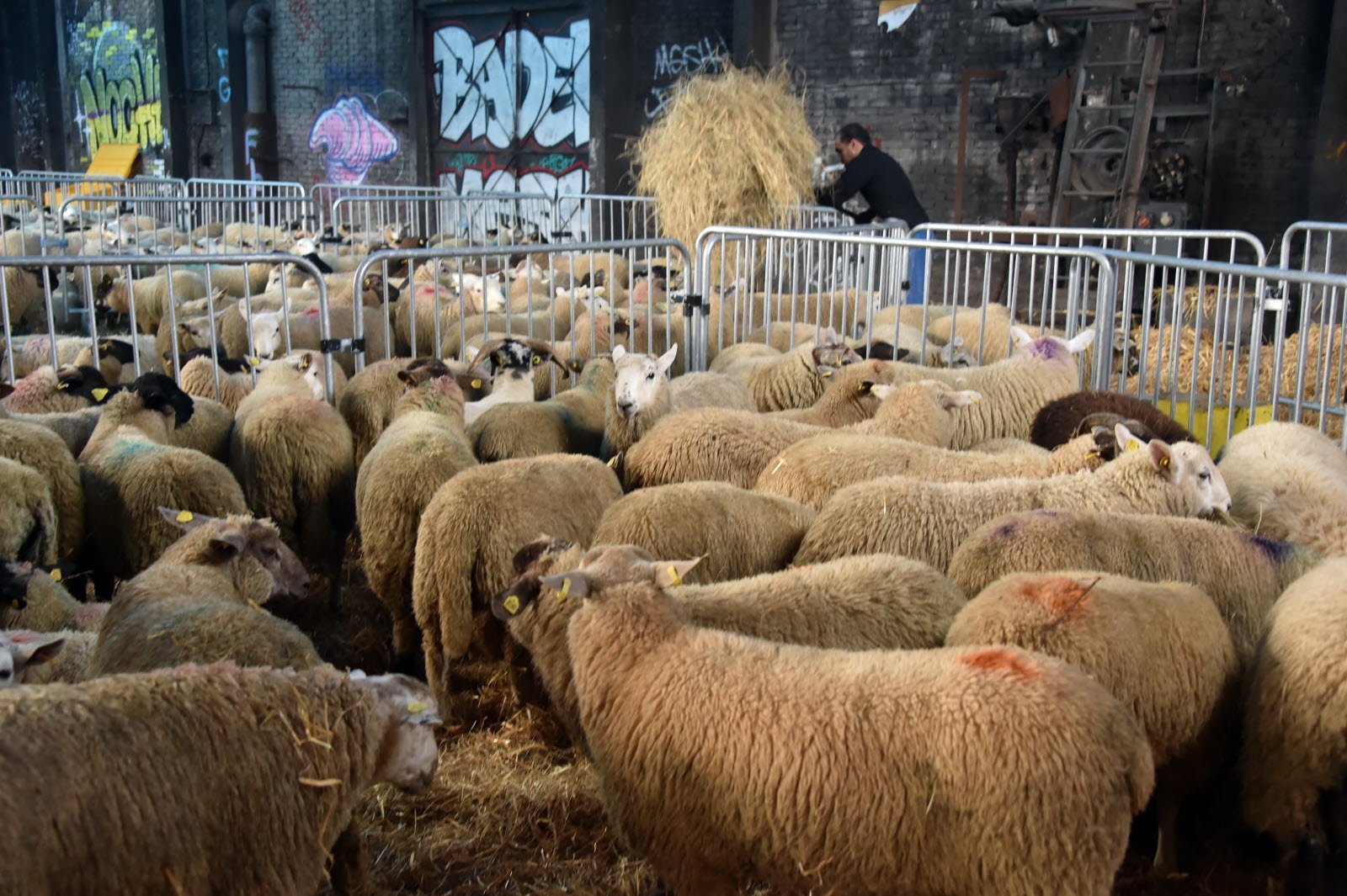 Interdictions pour l'Aïd al-Adha 2026 : ce qui vous attend en France