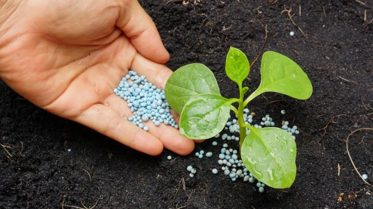 Engrais : une flambée des prix qui profite à l'Algérie !