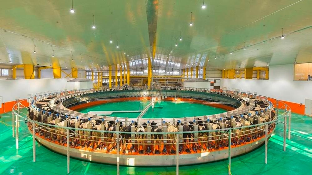 Hodna Lait la mégaferme laitière qui transforme l’Algérie