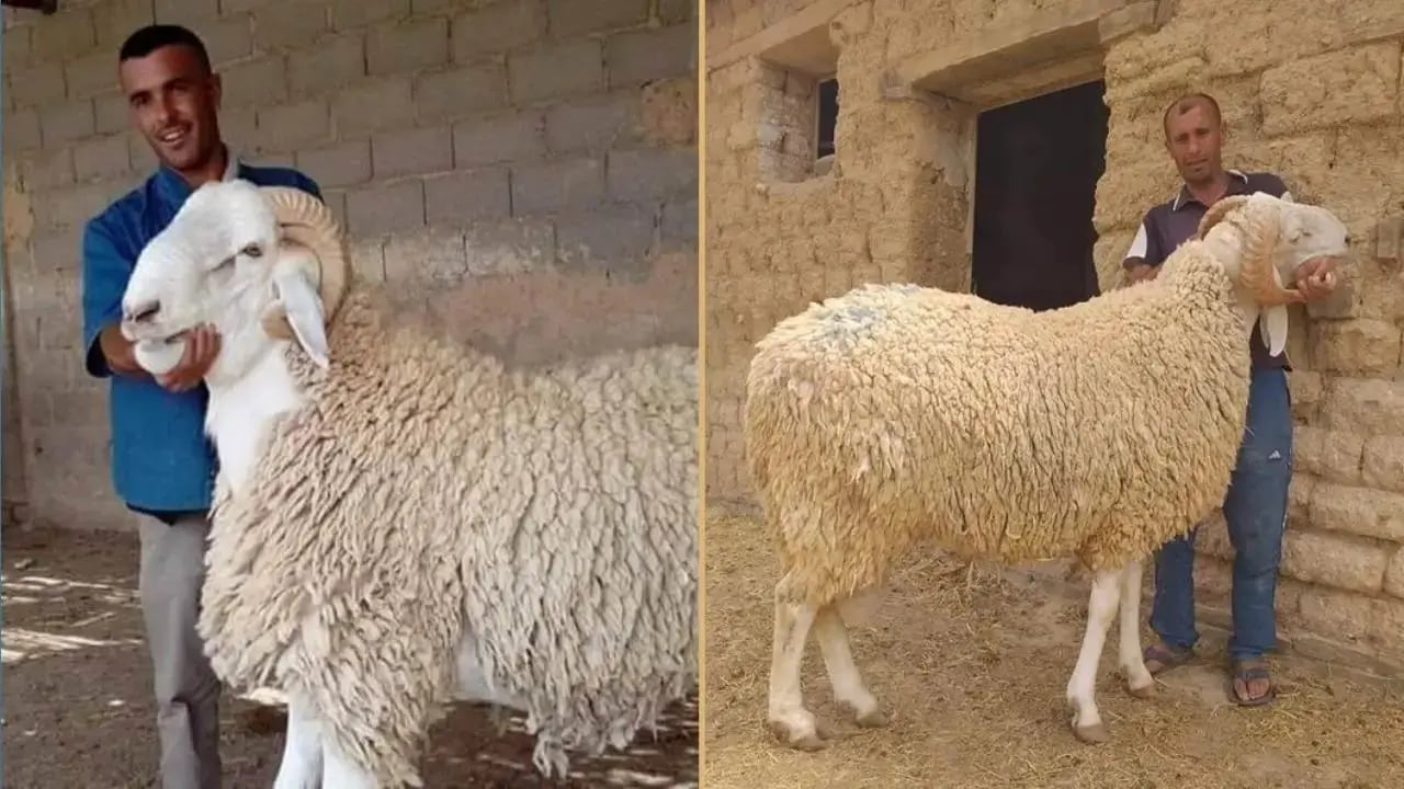 Aïd 2026 : l’Algérie tranche sur l’importation de moutons