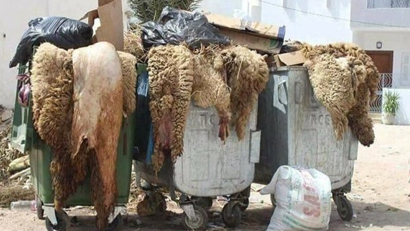 Ces peaux de mouton valent plus que vous pensez