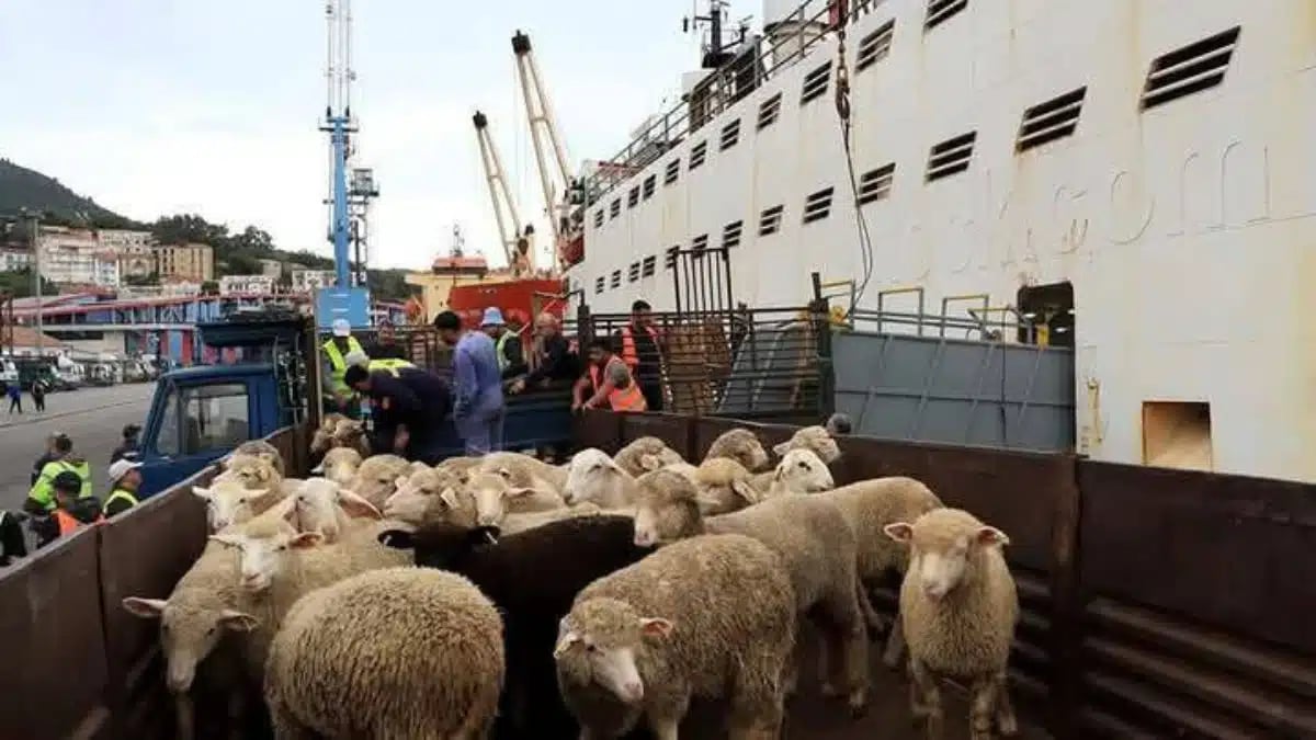 Pourquoi l’Algérie fait venir 11 700 moutons de Roumanie ?