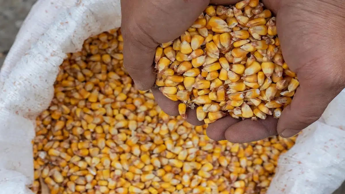 Algérie : la lutte choc contre la spéculation sur l’or animal