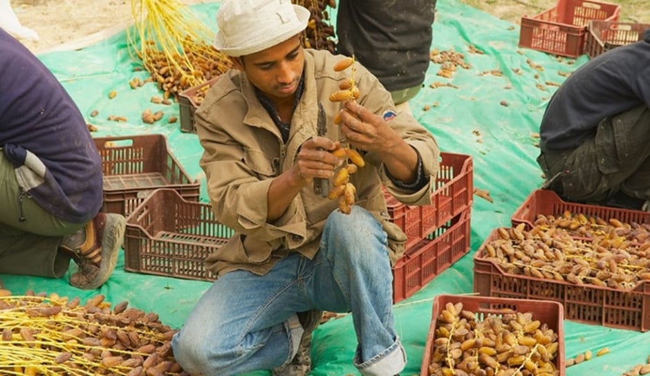 Député révèle : blocage des exportateurs de dattes en Algérie