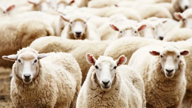 Aïd-el-Adha : Mystère du prix élevé du mouton en Algérie