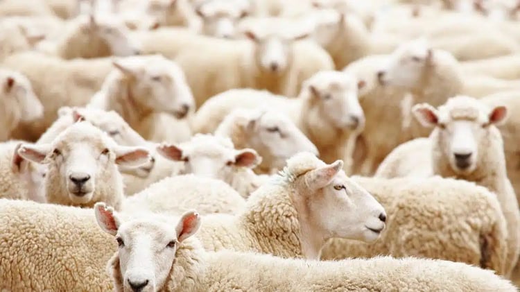 Adhahi.dz : voici la date limite des ventes des moutons importés