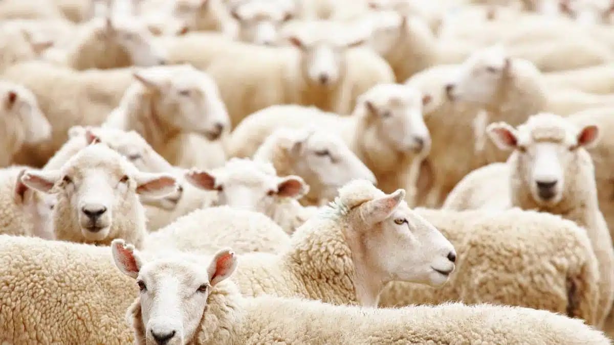 Adhahi.dz : voici la date limite des ventes des moutons importés