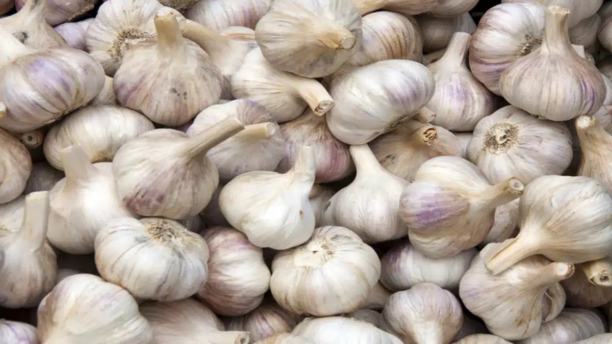 Le retour en force de l’ail algérien sur le marché