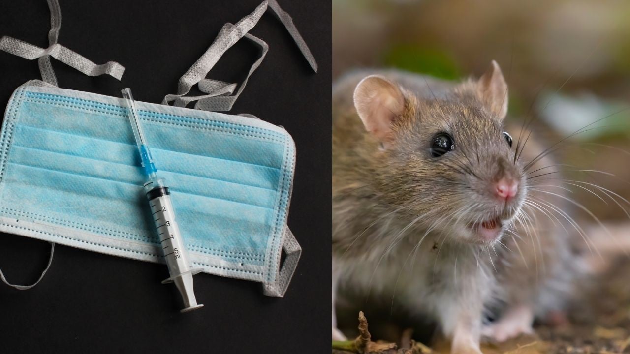 Hantavirus : ce que révèle ce virus transmis par rongeurs