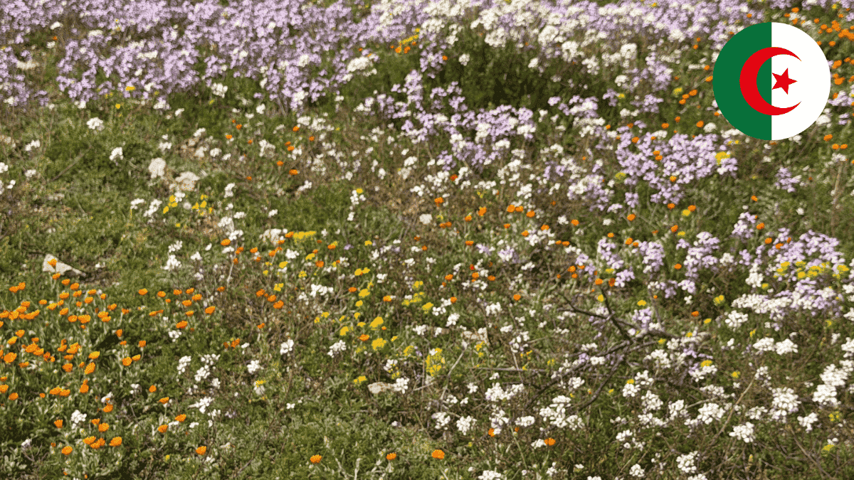 Découvrez l'Algérie sous un printemps verdoyant inédit