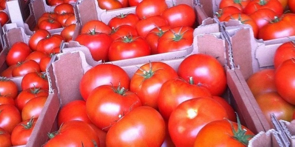 Exportations inédites : l'Algérie mise sur les tomates cerises et l'acier