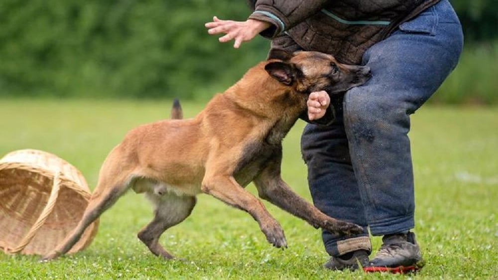 Il sauve un nonagénaire : son OQTF annulée en France