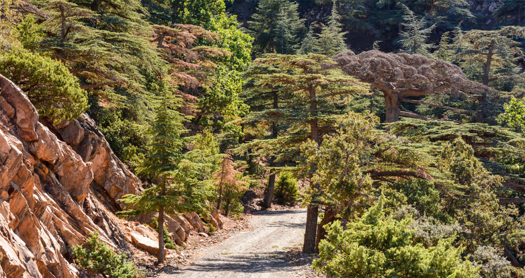 Accès aux forêts interdit cet été en Algérie : les raisons