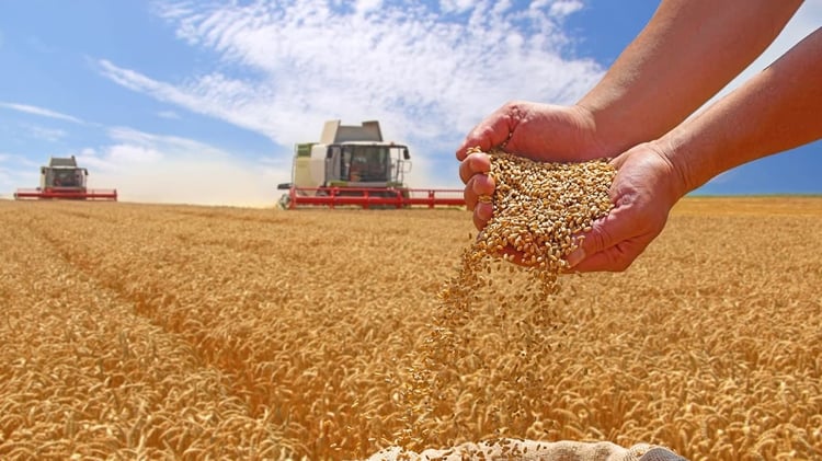 Algérie : la lutte choc contre la spéculation sur l’or animal