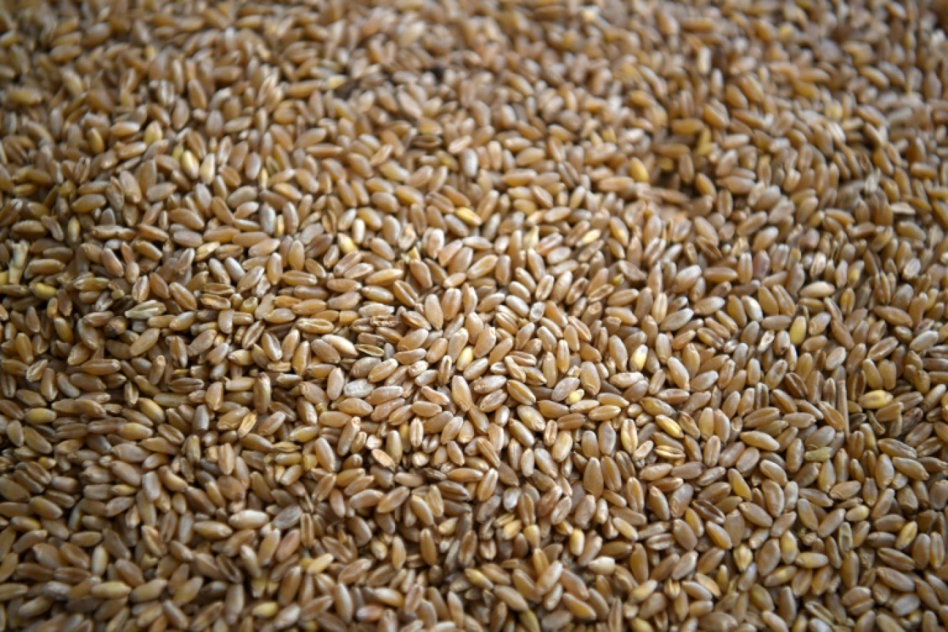 Pourquoi les semences françaises disparaissent d’Algérie