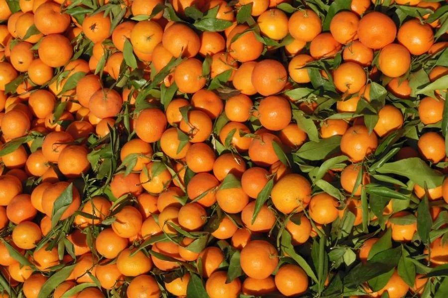 Des mandarines marocaines rejetées : une affaire troublante !