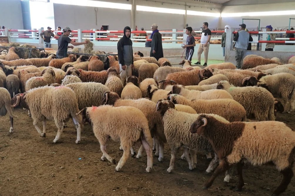 Algérie : 4 leviers surprenants pour relancer l’élevage