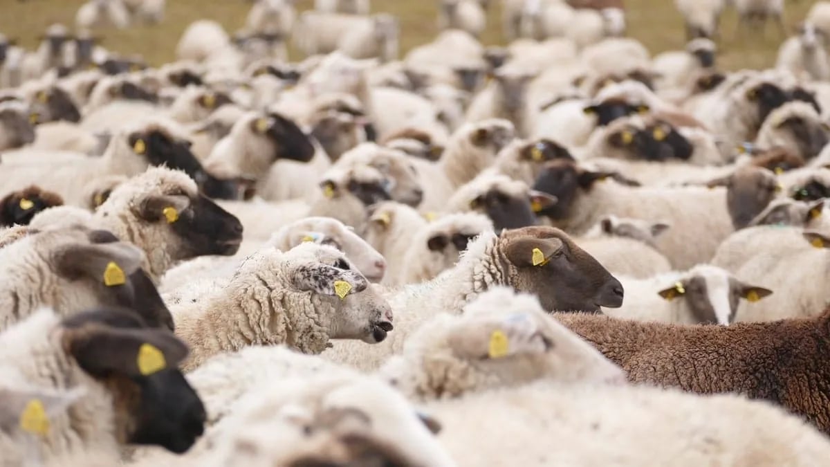 Adhahi.dz : voici la date limite des ventes des moutons importés