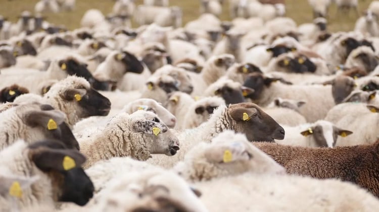 Adhahi.dz : voici la date limite des ventes des moutons importés