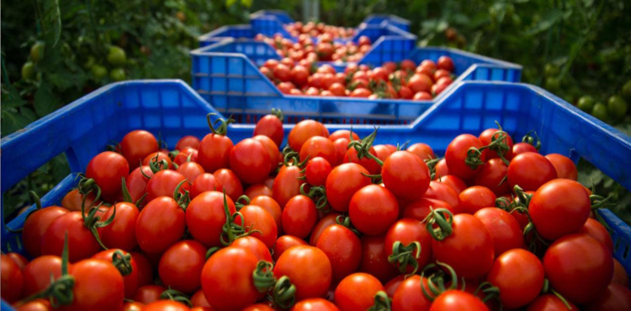Les surprenantes fluctuations du prix de la tomate en Algérie