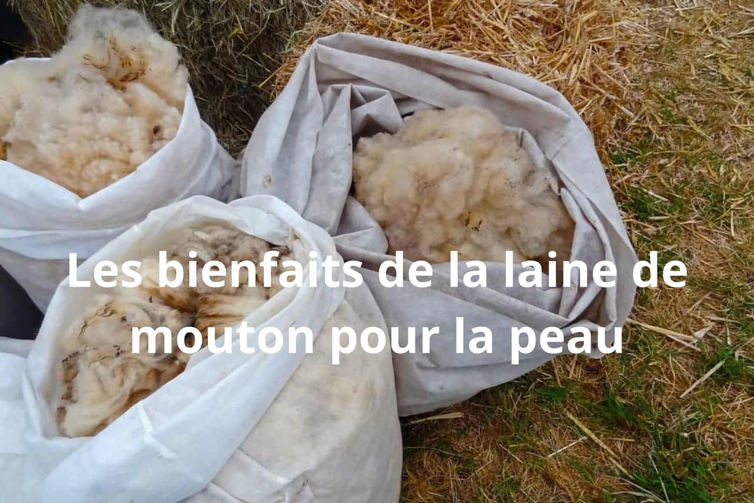 Laine de mouton : un remède contre les douleurs articulaires ?