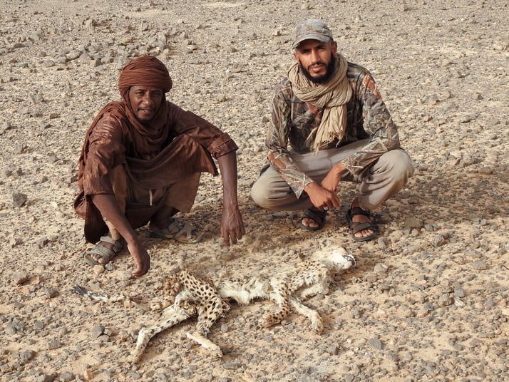 Algérie: À la découverte du guépard du désert