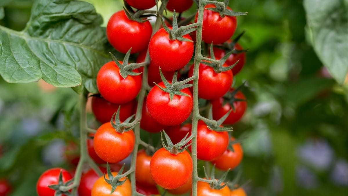 Exportations inédites : l'Algérie mise sur les tomates cerises et l'acier