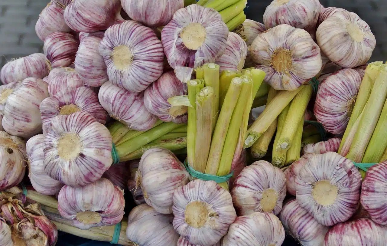 Le retour en force de l’ail algérien sur le marché