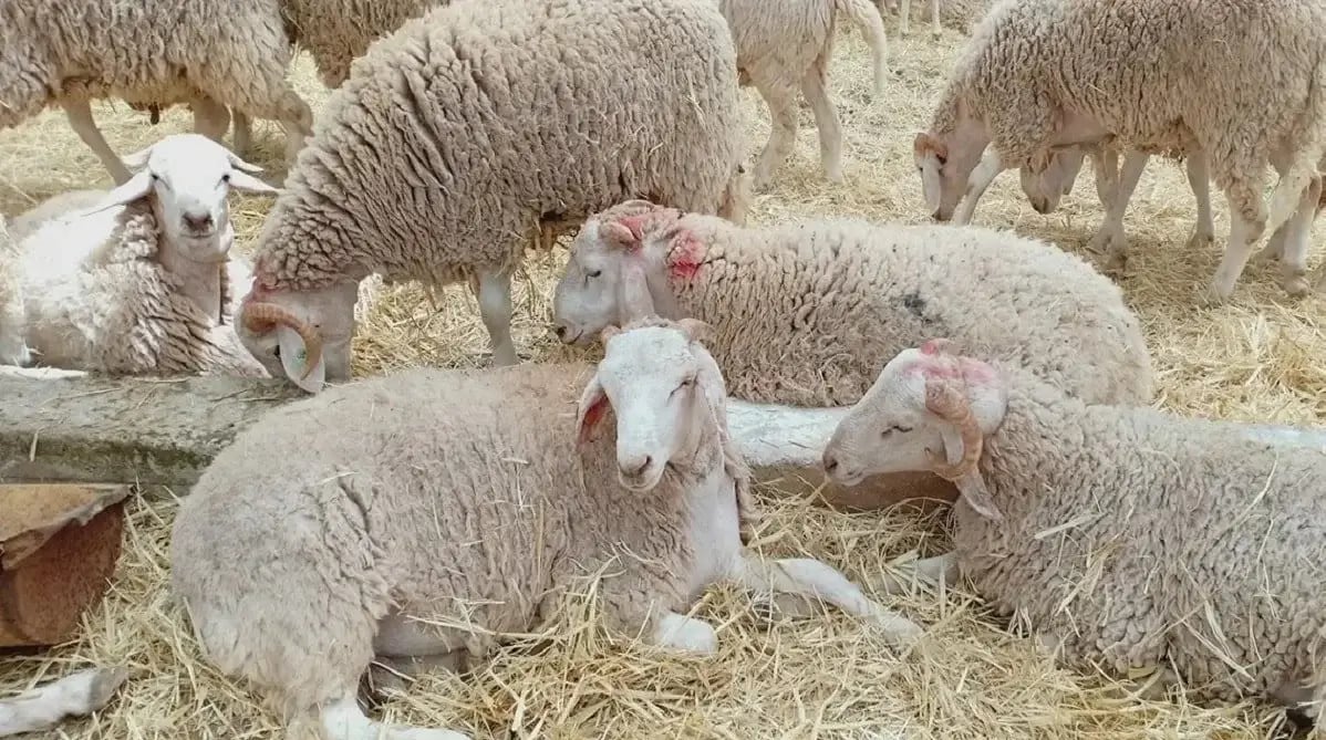 Pourquoi l’Algérie importe 1 million de moutons en 2026