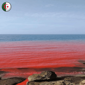 Aïn Benian : la mer vire au rouge, le mystère persiste