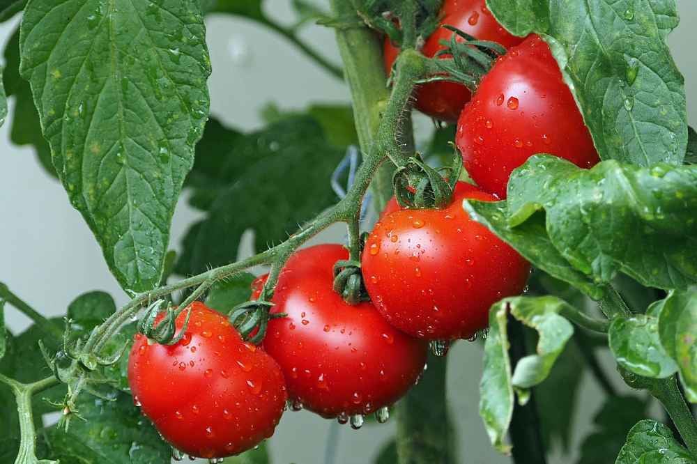 Tomates marocaines : ce que vous ignorez sur les pesticides