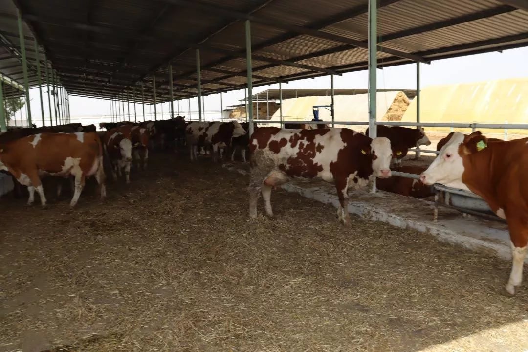 Hodna Lait la mégaferme laitière qui transforme l’Algérie