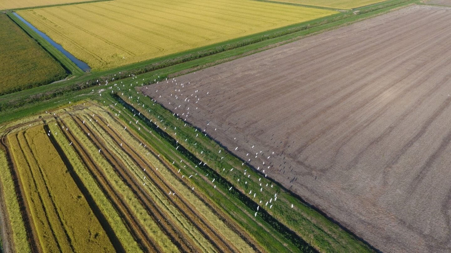 Algérie : l’audacieux projet agricole de Bonifiche Ferraresi