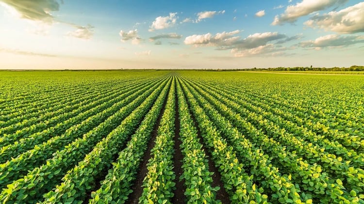 Algérie : l’aide russo-chinoise pour booster son agriculture