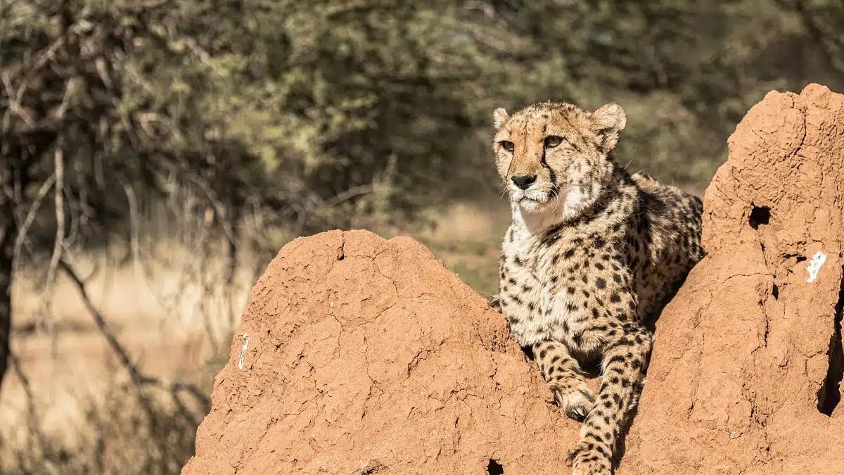 Algérie: À la découverte du guépard du désert