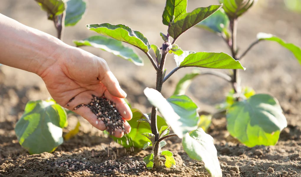 Engrais : une flambée des prix qui profite à l'Algérie !