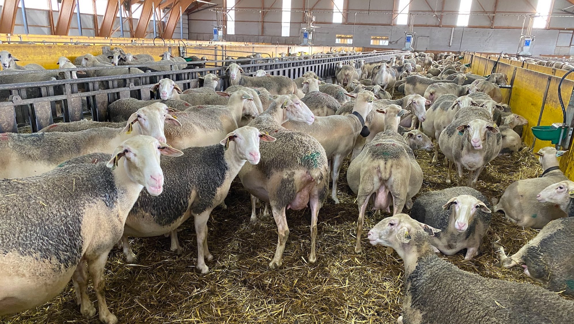Sheep Date : l'innovation qui transforme l'élevage ovin