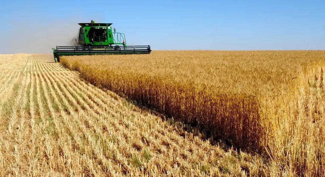 Algérie : 4 leviers surprenants pour relancer l’élevage