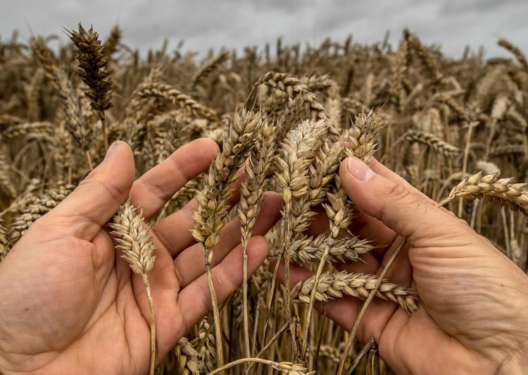 Après une interruption de dix-huit mois, le blé français reprend le chemin de l'Algérie avec une expédition prévue pour février 2026. Ce retour marque un tournant dans le cadre des relations économiques et diplomatiques entre Paris et Alger.