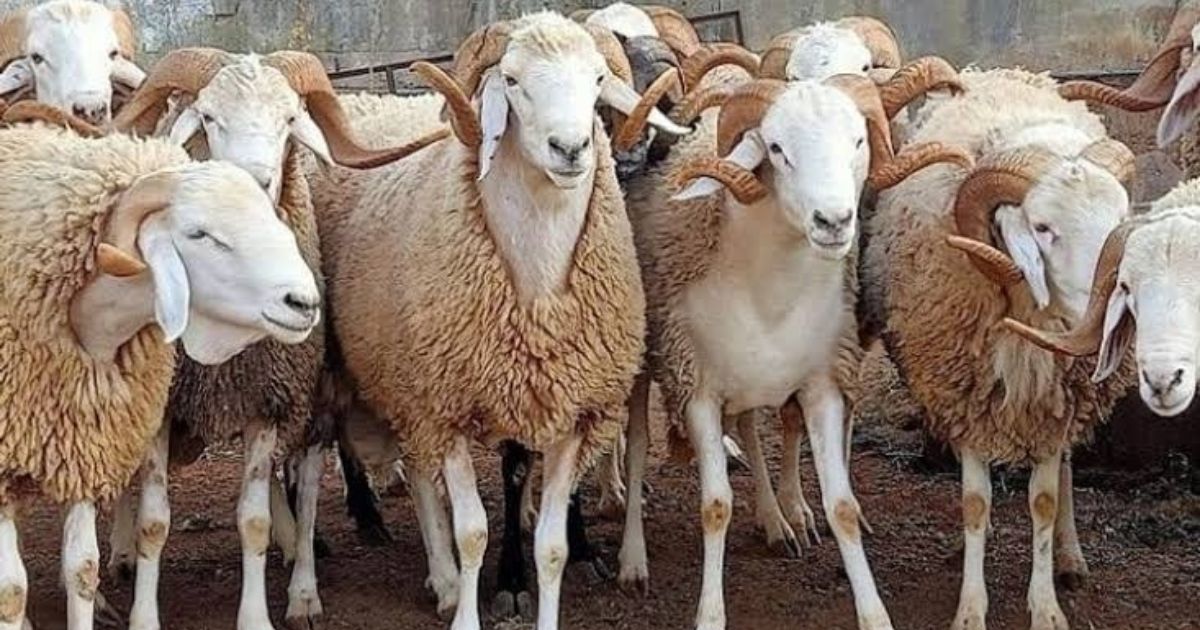 Moutons en Algérie : pourquoi les prix s'envolent ?