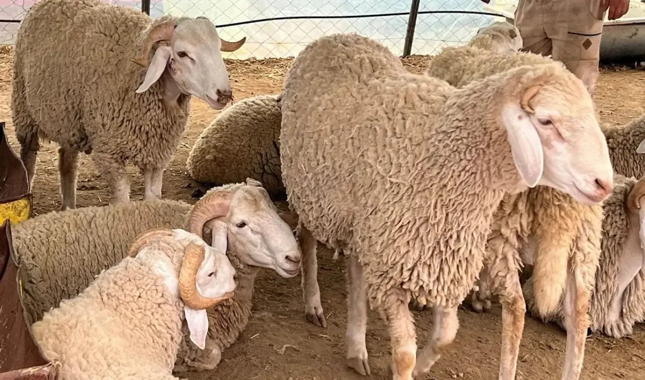 Algérie : la lutte choc contre la spéculation sur l’or animal