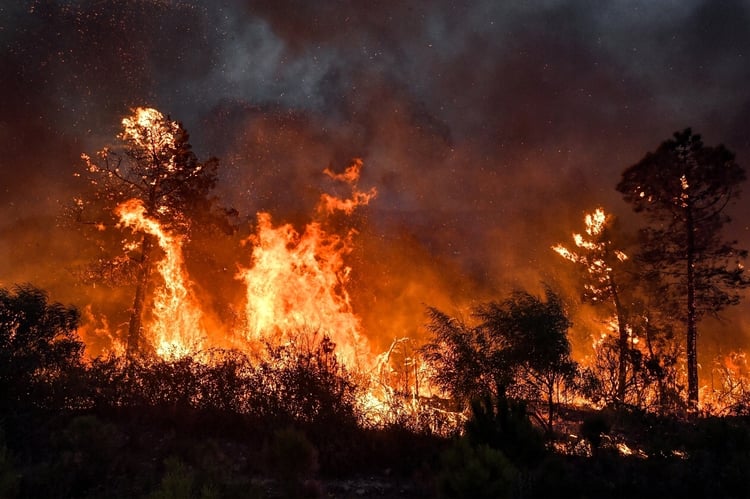 Forêts interdites en Algérie : les contrevenants risquent gros