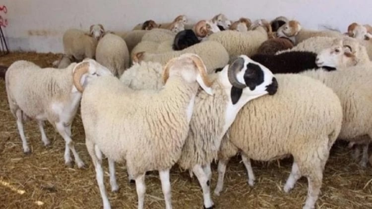 Algérie : les vols de moutons explosent à l&rsquo;approche de l&rsquo;Aïd