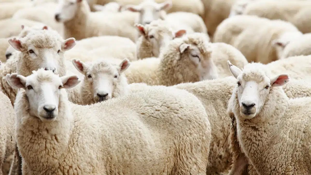 Pourquoi l’Algérie fait venir 11 700 moutons de Roumanie ?