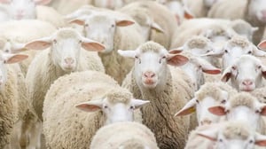 Algérie : nouvelle surprise fiscale pour les moutons de l’Aïd el-Adha 2026