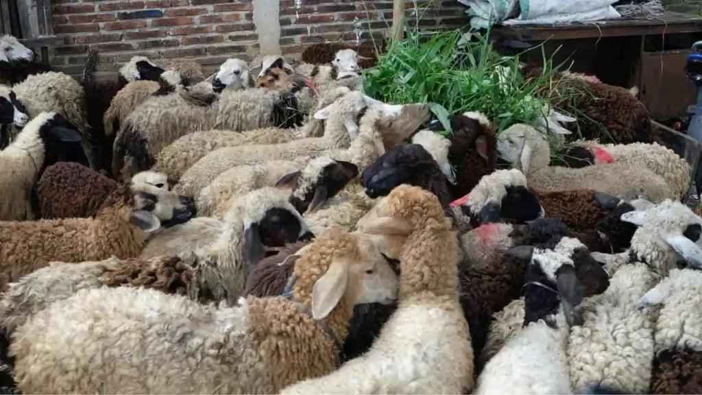 Sheep Date : l'innovation qui transforme l'élevage ovin