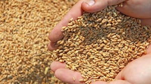 Blé : l’Algérie accélère ses achats malgré une récolte record attendue