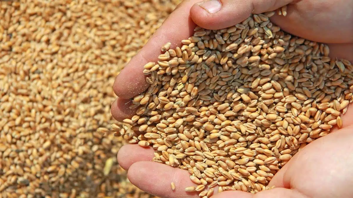 Blé tendre : l’Algérie frappe fort avec 1,2 million de tonnes importées en un mois